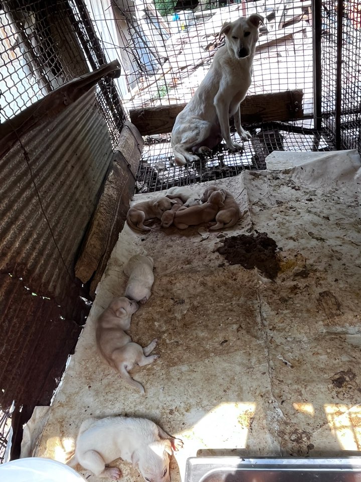 천안시유기동물보호소_444449202301381